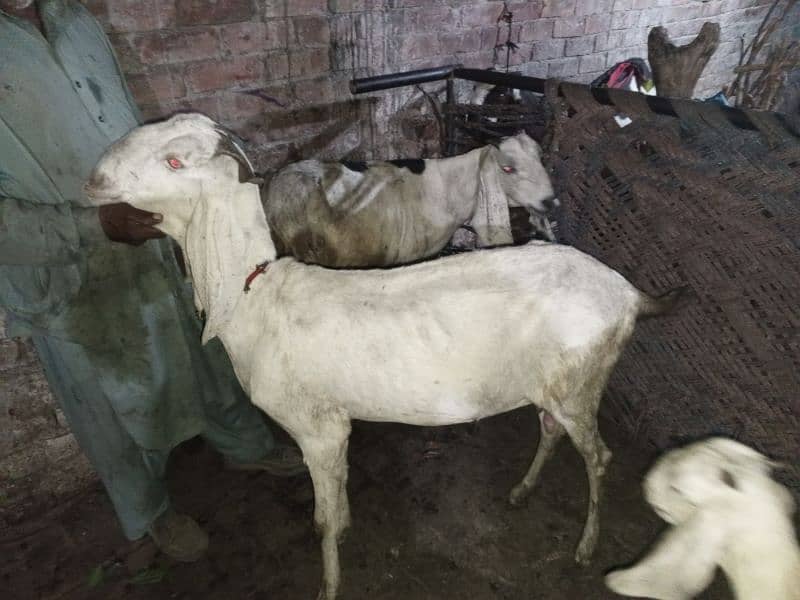 Goats for sale 1