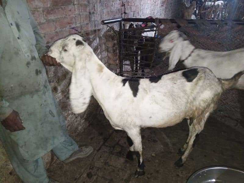 Goats for sale 2