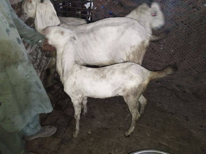 Goats for sale 3