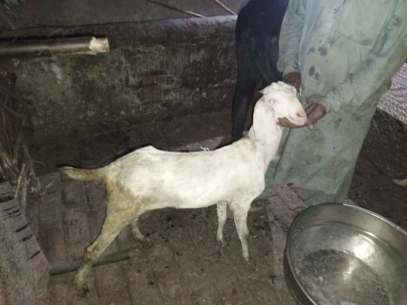 Goats for sale 4