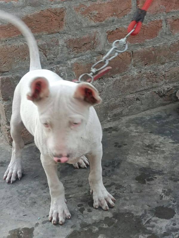 bully dogs for sale 0