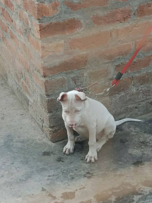 bully dogs for sale 1