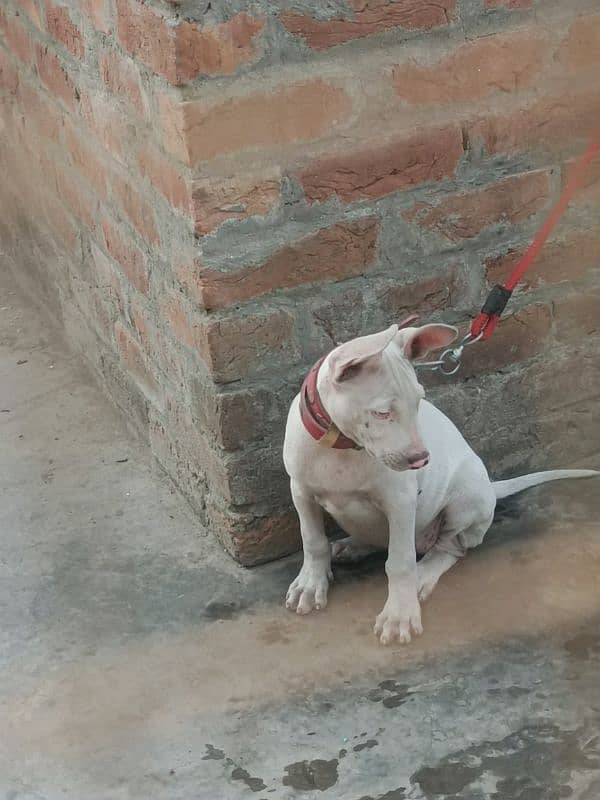 bully dogs for sale 2