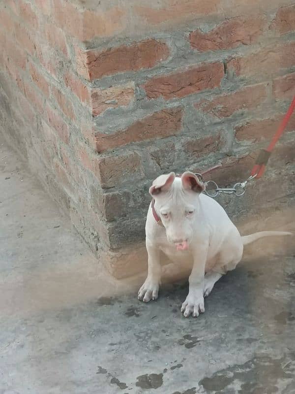 bully dogs for sale 3