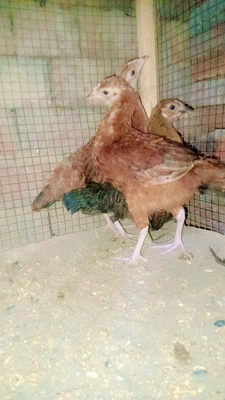 Desi hens kafi healthy and active hain vegetables seeds available hain 2