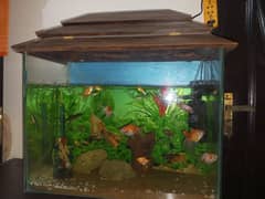 aquarium for sale with fishes