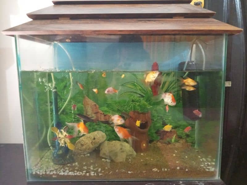 aquarium for sale with fishes 1