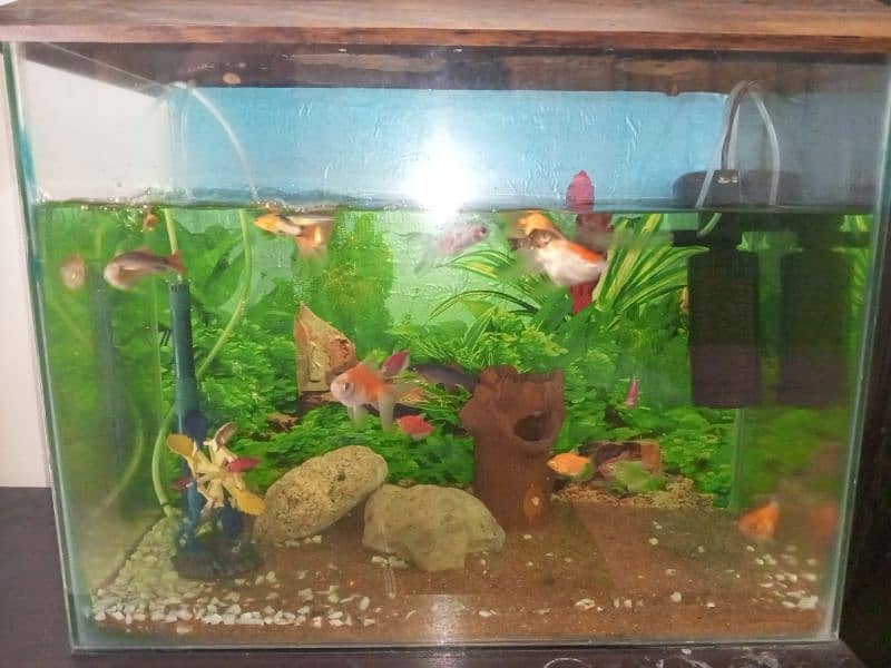 aquarium for sale with fishes 2