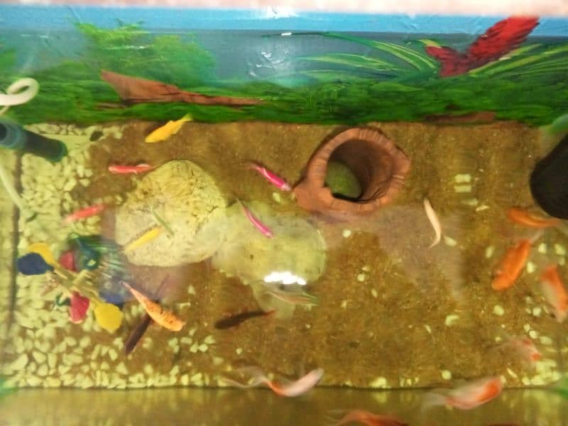 aquarium for sale with fishes 3