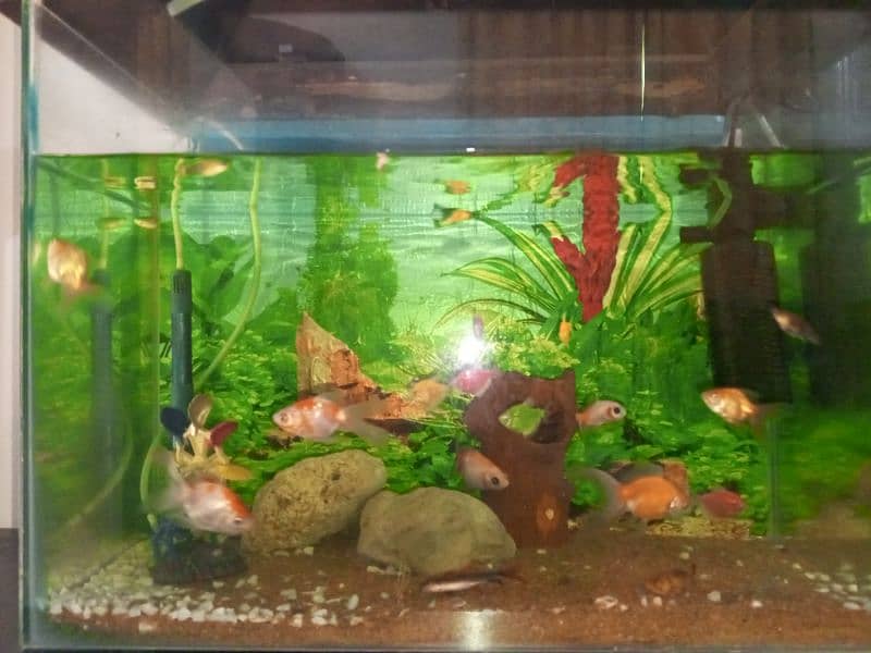 aquarium for sale with fishes 4