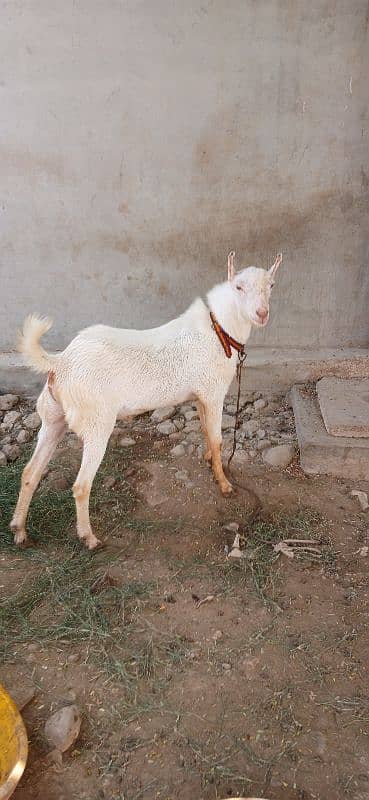 gulabi barbari teda 0