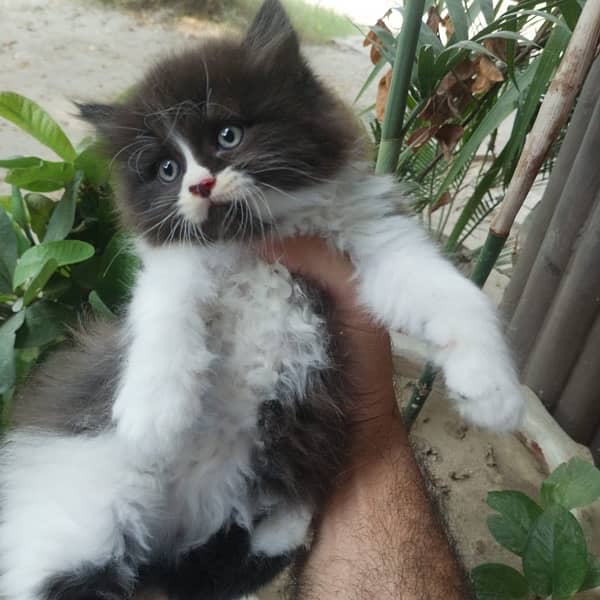 Persian kittens | triple Coated | Punch Face kittens For Sale 2