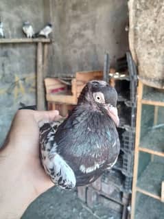 rampuri female for sale