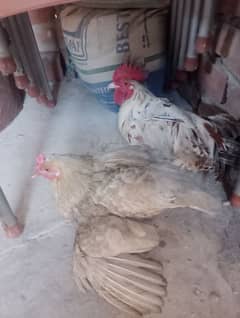 Desi chicken for sale