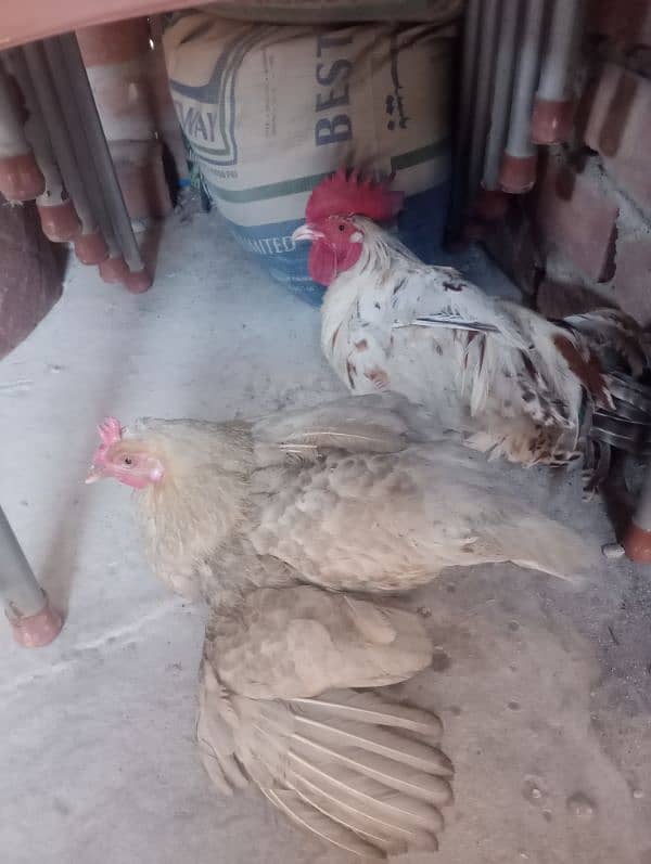 Desi chicken for sale 0