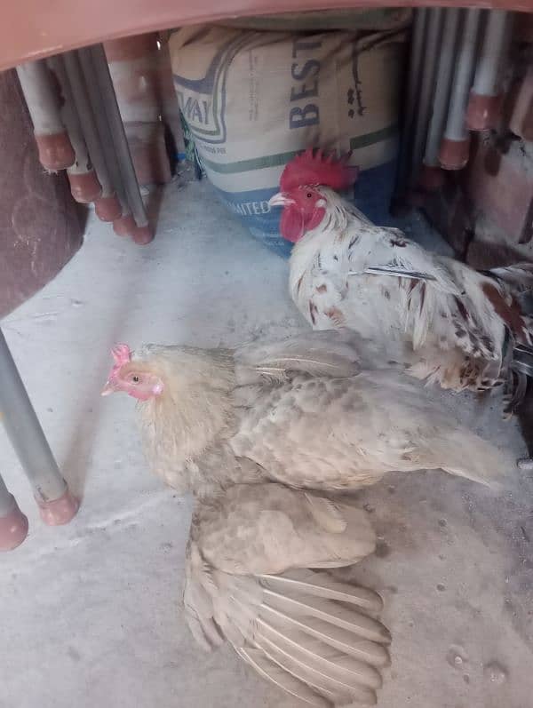 Desi chicken for sale 1