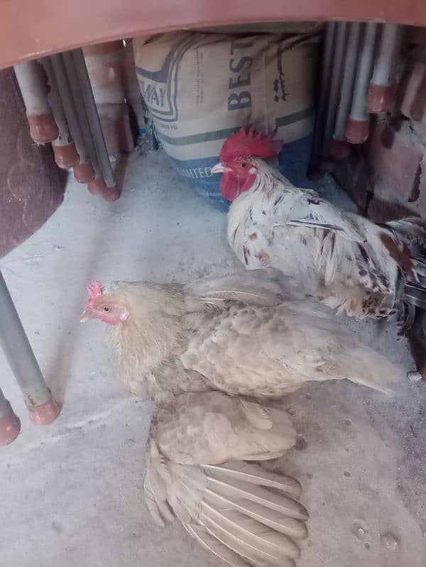 Desi chicken for sale 2