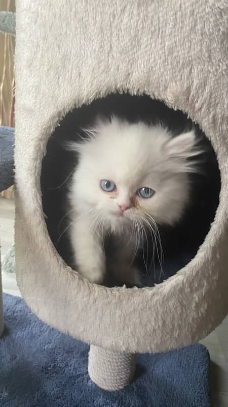 persian cats| punch face cute |tripple coat| active playful| quality 6