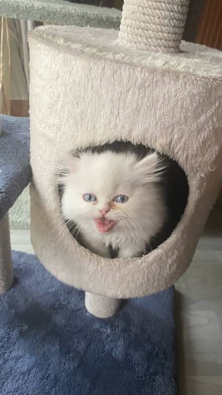 persian cats| punch face cute |tripple coat| active playful| quality 7