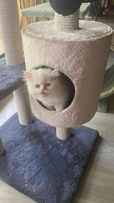 persian cats| punch face cute |tripple coat| active playful| quality 9