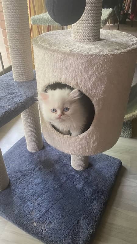 persian cats| punch face cute |tripple coat| active playful| quality 13