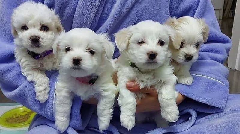 poodle puppies available 1