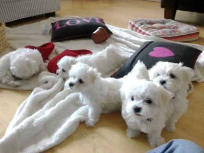 poodle puppies available 2