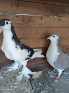 2 joraa  sheriza pair black and blue breeder pair