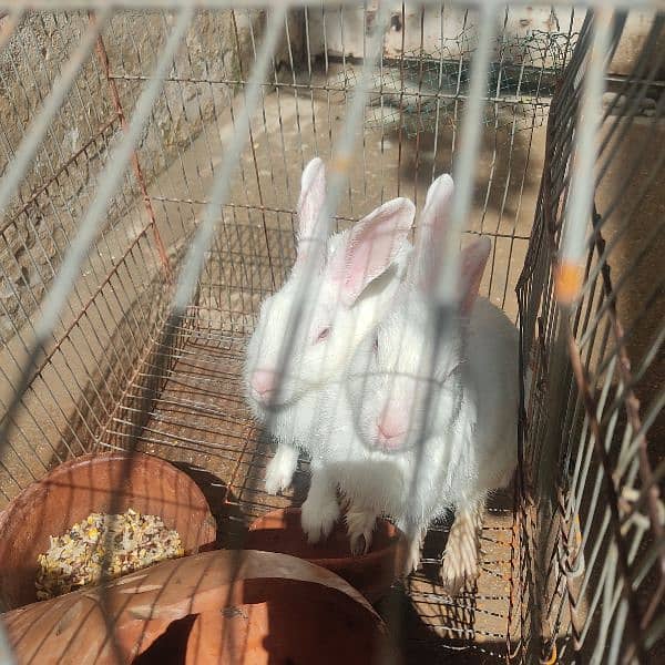 Male and Female Rabbit + Cage 0