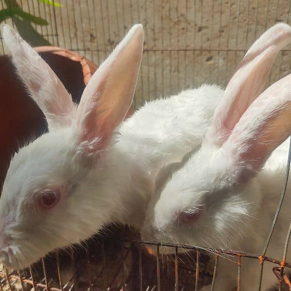 Male and Female Rabbit + Cage 1