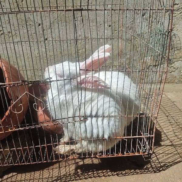 Male and Female Rabbit + Cage 2