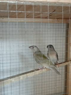 3Gouldian Chicks 2Month Old.