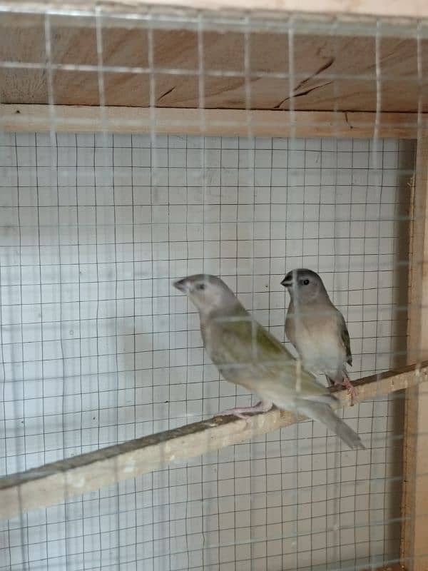 3Gouldian Chicks 2Month Old. 0