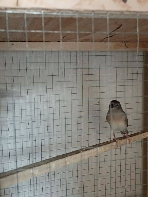 3Gouldian Chicks 2Month Old. 2