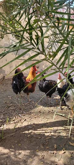 pure desi murga and golden misri hens for sale