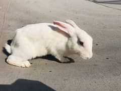 Red Eyes White Cooler Rabbits Angora for sale