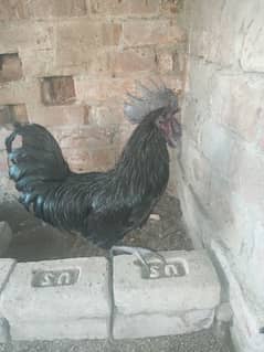 ayam cemani breeder