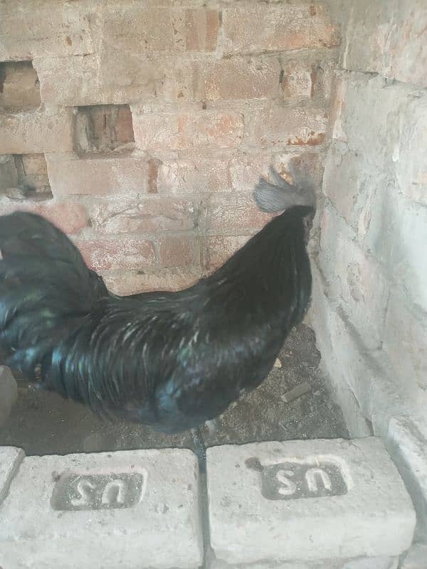 ayam cemani breeder 1