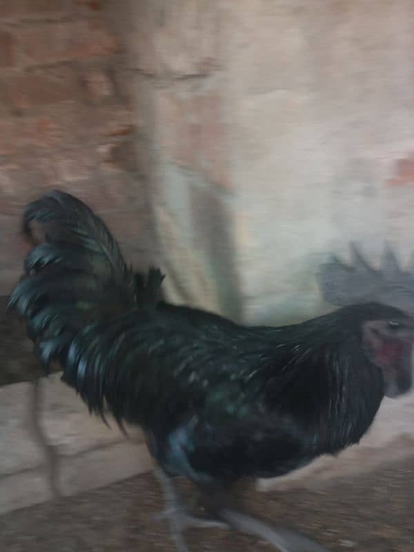 ayam cemani breeder 2