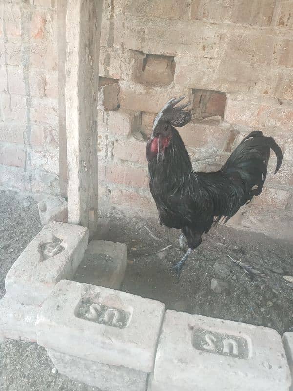 ayam cemani breeder 3