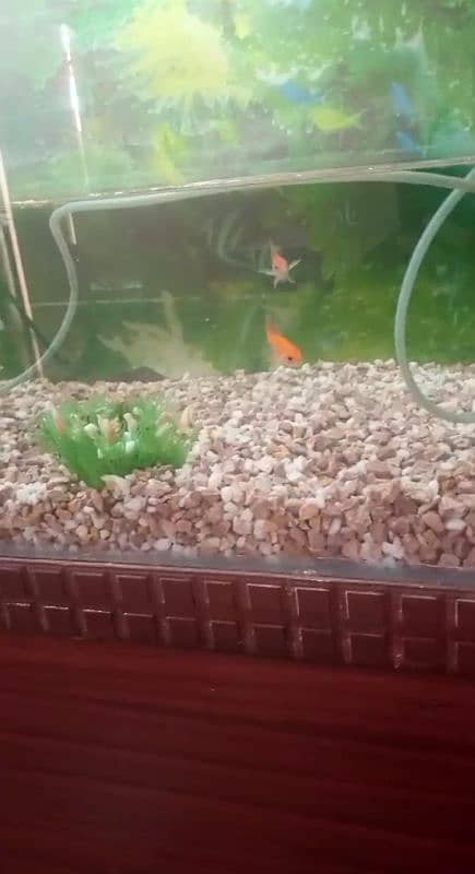 Fish Aquarium in Excellent condition 0