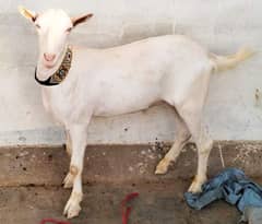 Goat Sale