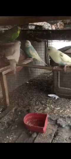 Australian parrots 03196643103