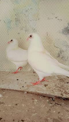 0kalli white king self chiks for sale