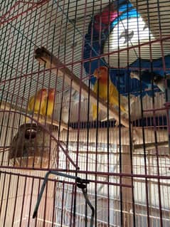 love birds breeder pair for sale