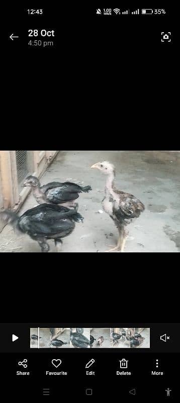 Aseel Chicks available 0