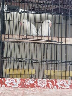 Breeder love bird pair for sale . . . . . . Urgent sale