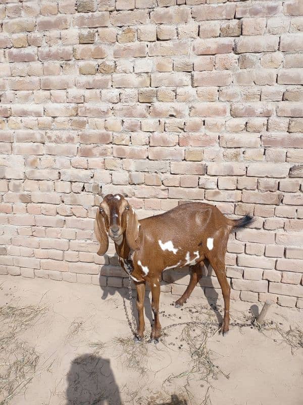 Goat for sale 0