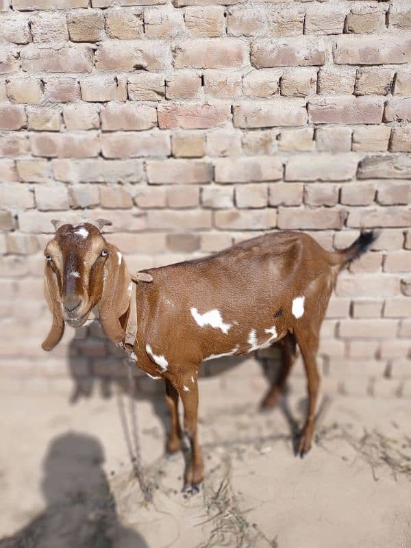 Goat for sale 1