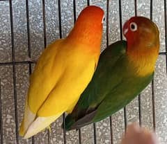 Lovebird